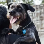 Tag de Identificação com QR Code Ferdinando - Petscan - Imagem 3