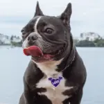 Tag de Identificação com QR Code Love - Petscan - Imagem 3