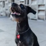 Tag de Identificação com QR Code Ovídeo - Petscan - Imagem 3