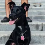 Tag de Identificação com QR Code Zelda - Petscan - Imagem 3