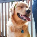 Tag de Identificação com QR Code Alfredo - Petscan - Imagem 3