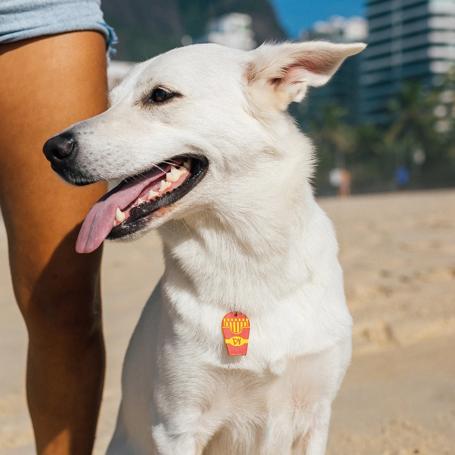 Tag de Identificação com QR Code Batata Frita - Petscan - Imagem 3