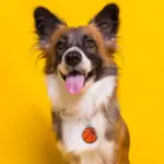 Tag de Identificação com QR Code Bola de Basquete - Petscan - Imagem 3