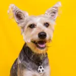 Tag de Identificação com QR Code Bola de Futebol - Petscan - Imagem 3