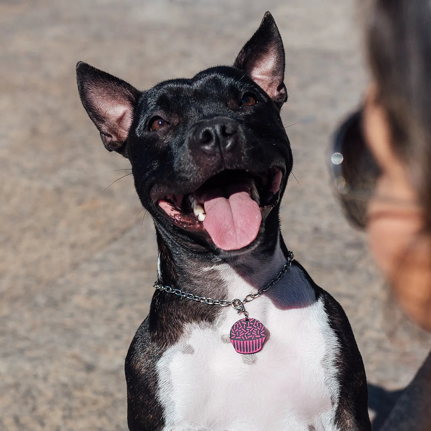 Tag de Identificação com QR Code Brigadeiro - Petscan - Imagem 3