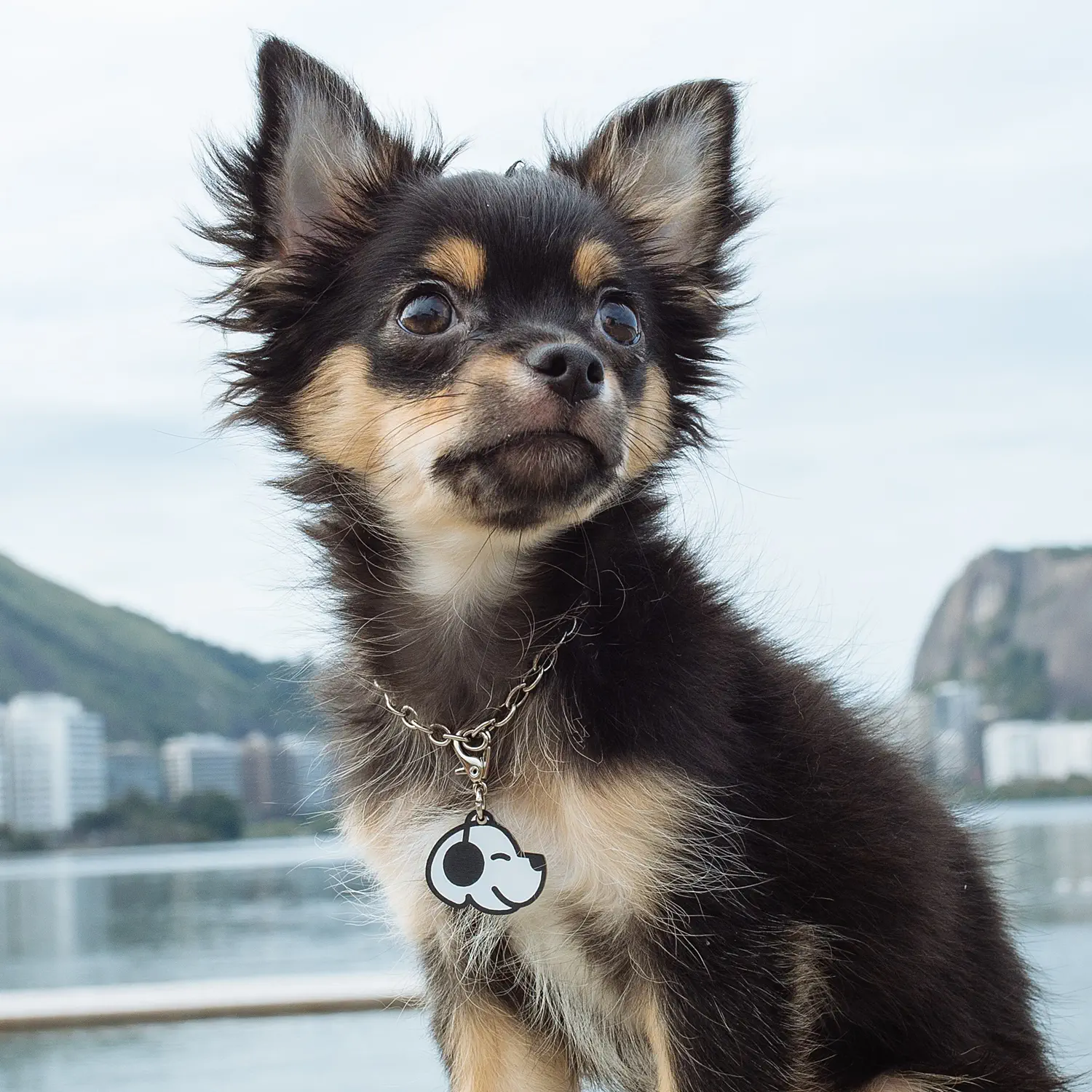 Tag de Identificação com QR Code Dog Vibe - Petscan - Imagem 3