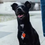 Tag de Identificação com QR Code Dudu - Petscan - Imagem 3