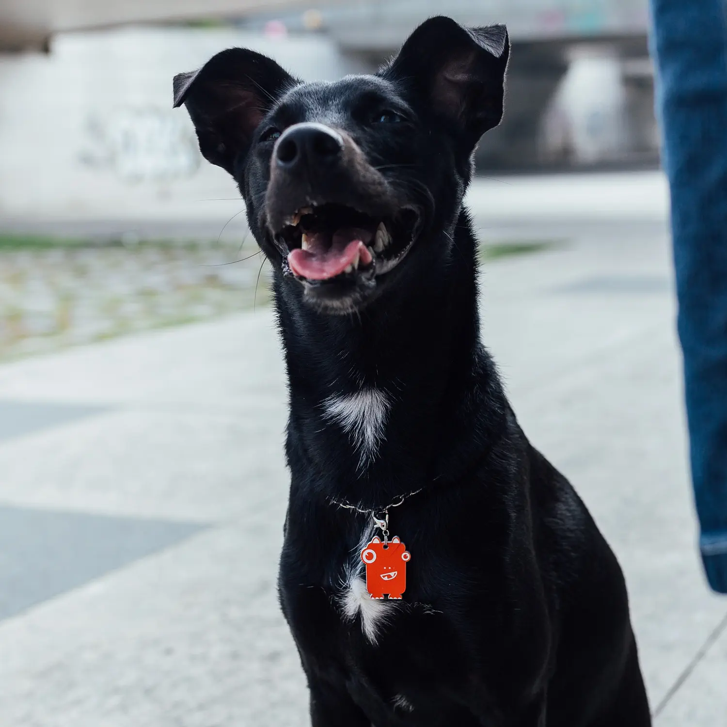 Tag de Identificação com QR Code Dudu - Petscan - Imagem 3