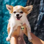 Tag de Identificação com QR Code Alienígena (E.T.) - Petscan - Imagem 3