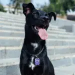 Tag de Identificação com QR Code Felisbela - Petscan - Imagem 3