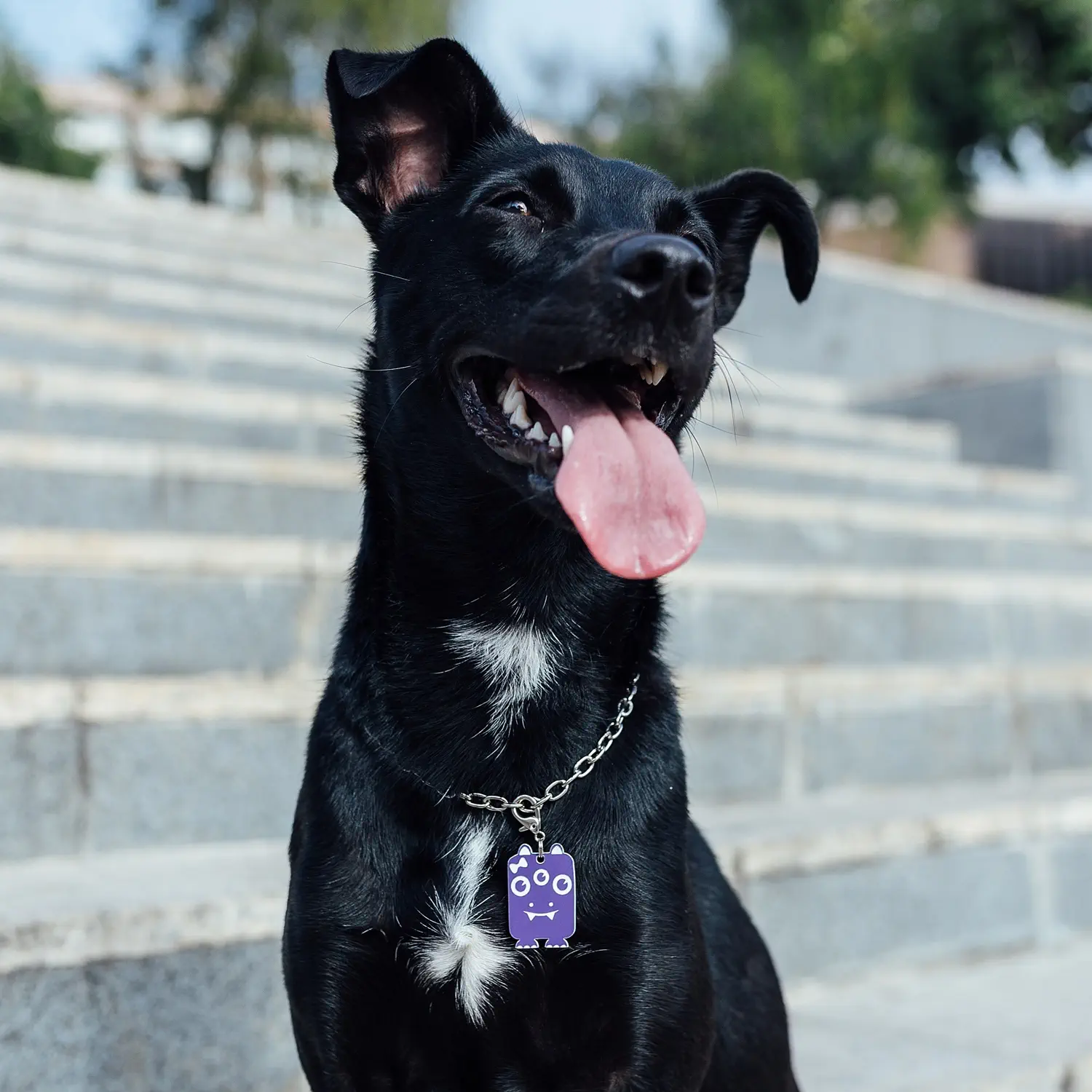 Tag de Identificação com QR Code Felisbela - Petscan - Imagem 3