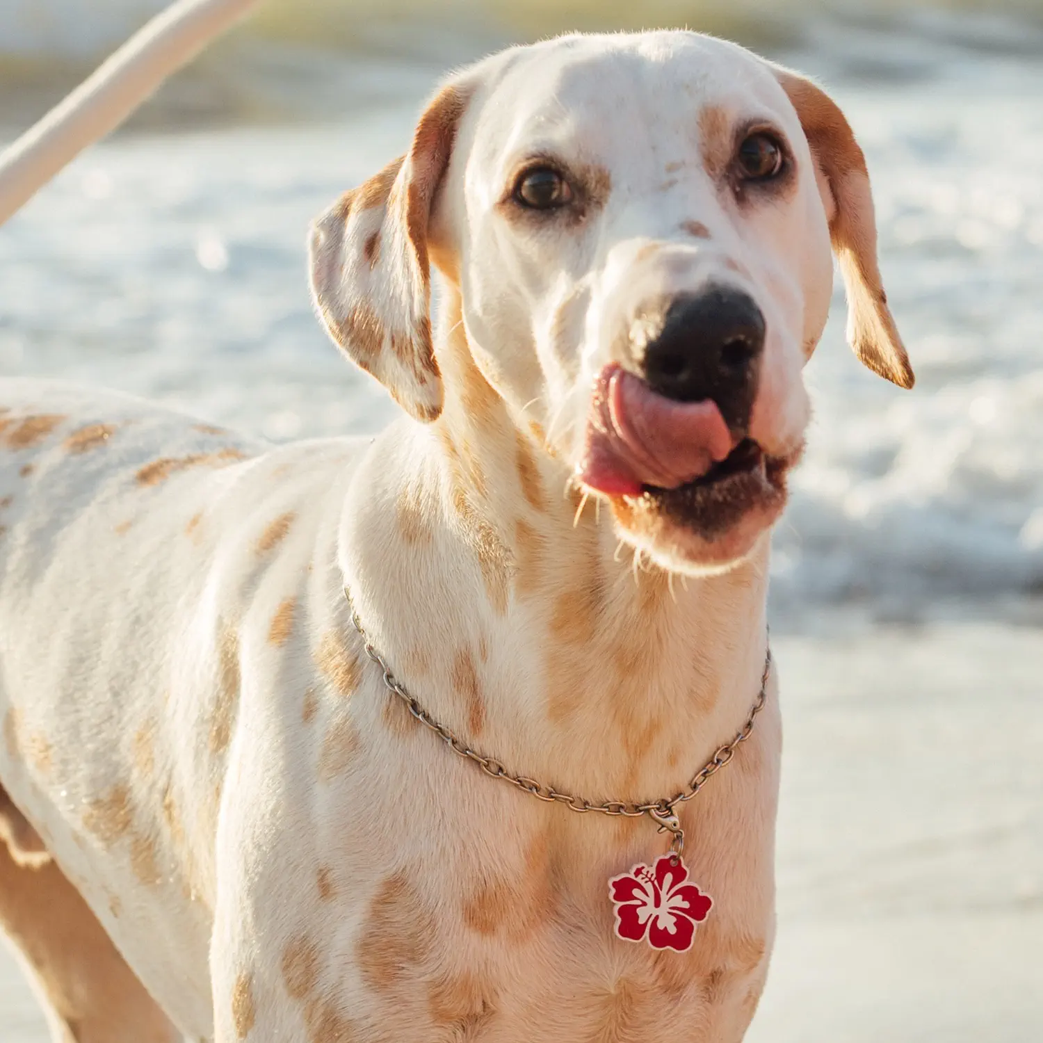 Tag de Identificação com QR Code Hibisco - Petscan - Imagem 3