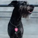 Tag de Identificação com QR Code Ninoca - Petscan - Imagem 3