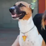 Tag de Identificação com QR Code Pizza - Petscan - Imagem 3