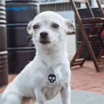 Tag de Identificação com QR Code Skull - Petscan - Imagem 3