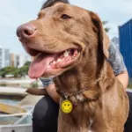 Tag de Identificação com QR Code Smile - Petscan - Imagem 3